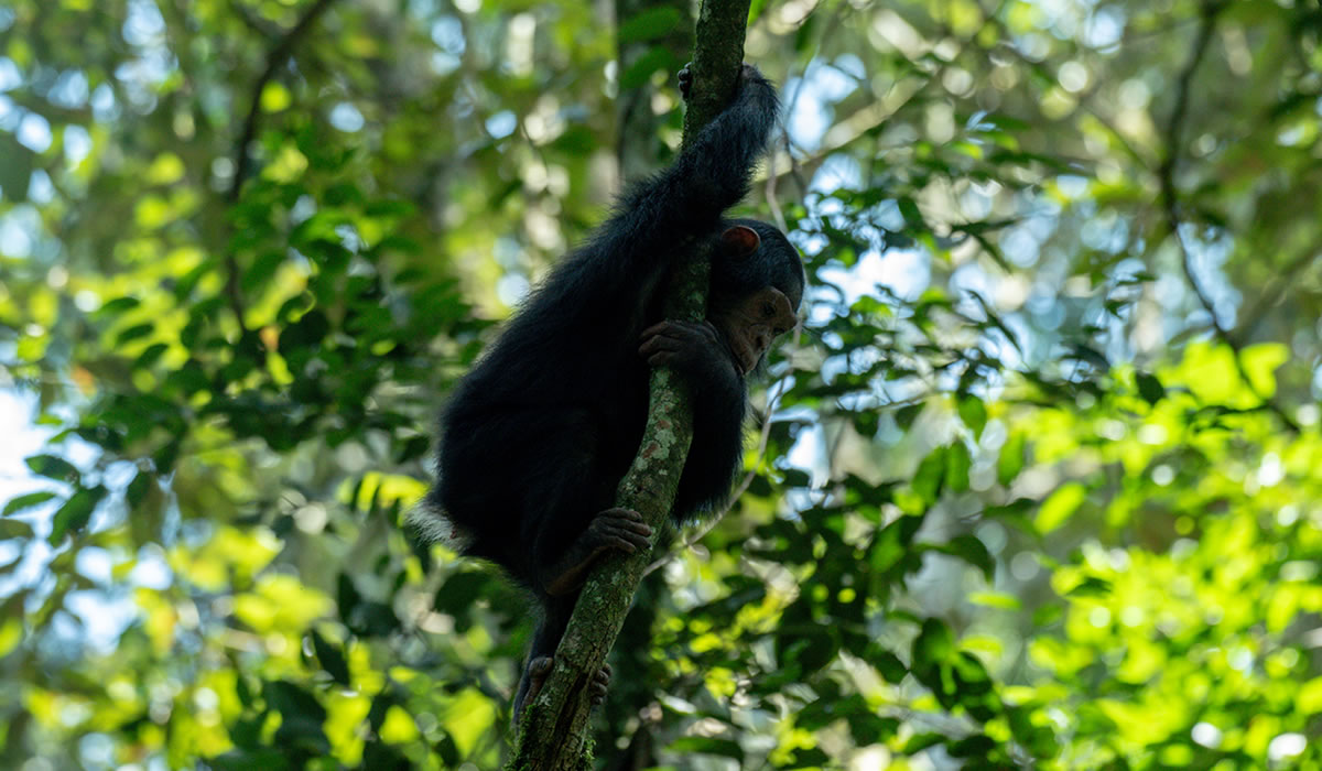5 Days Primate Tracking Rwanda Safari