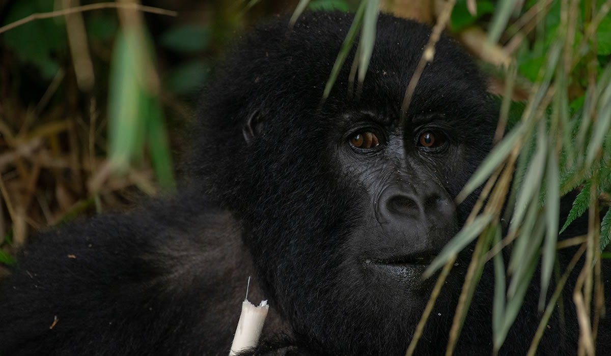 2 Days Rwanda Gorilla Tour