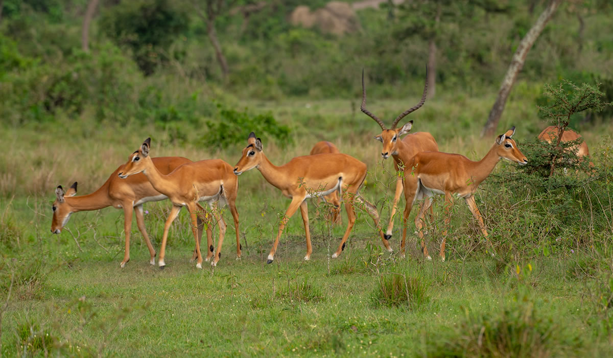 7 Days Best of Rwanda Tour