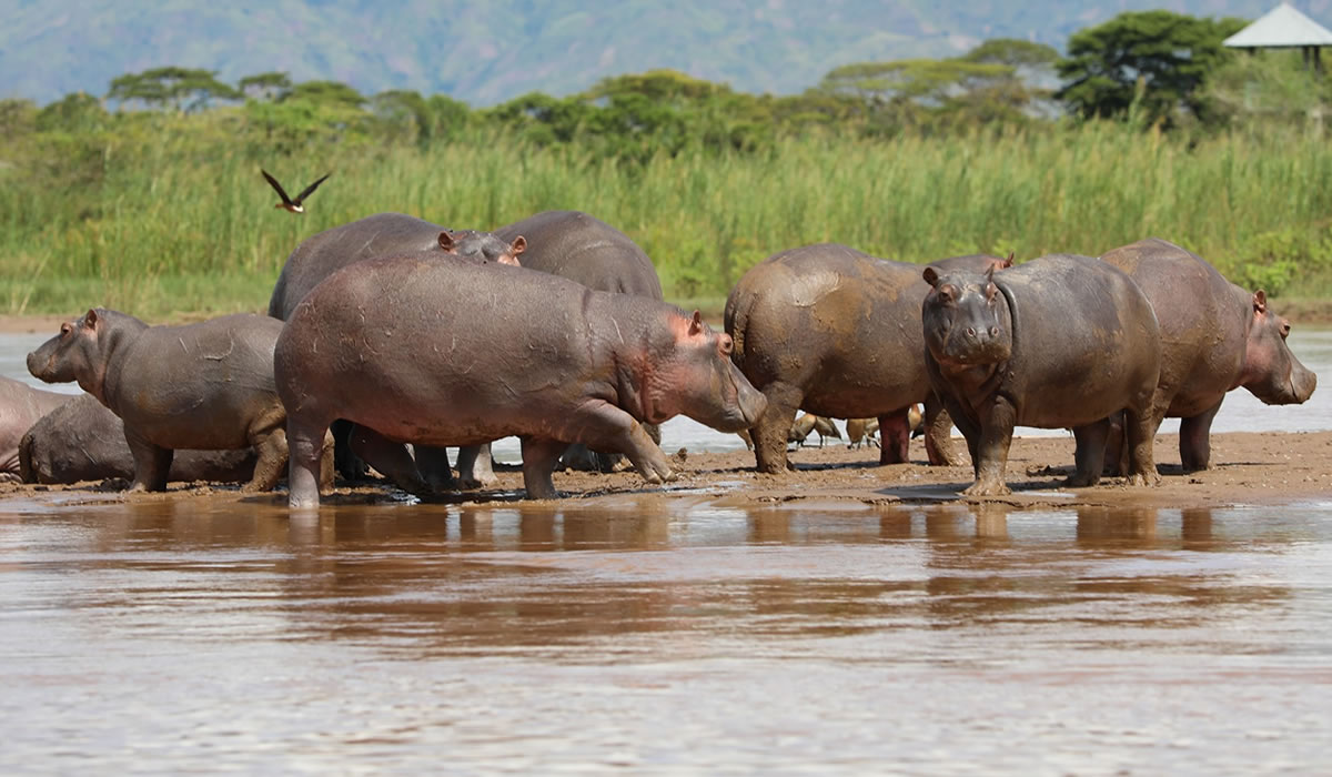 2 Days Rusizi National Park Tour