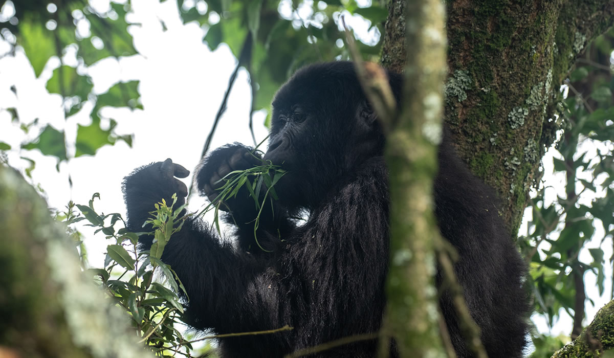 9 Days Gorilla Trekking Uganda Wildlife Tour