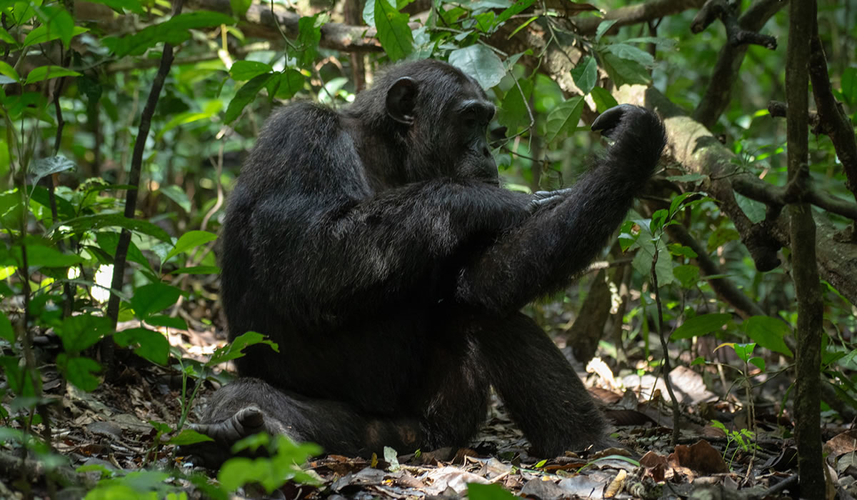 3 Days Nyungwe Chimpanzee Tracking Tour