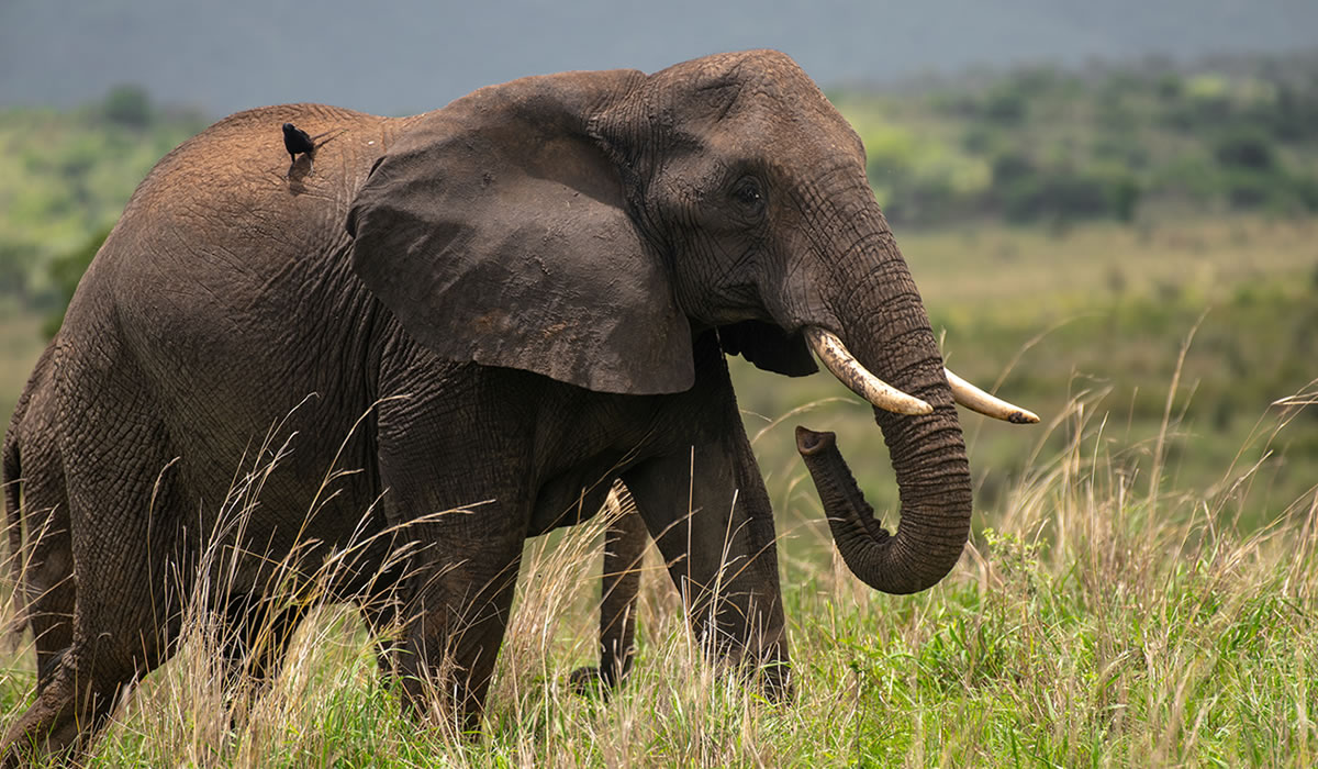 15 Days Wildlife Safari Adventure in Uganda