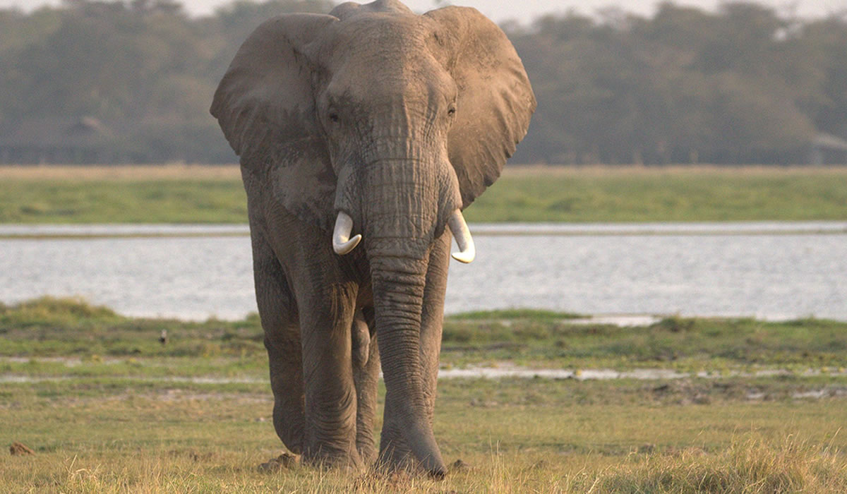 7 Days Kenya Wildlife Safari Adventure