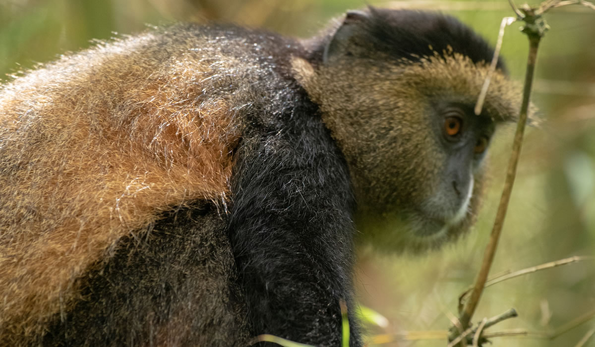 4 Days Gorillas and Golden Monkey Tracking in Rwanda