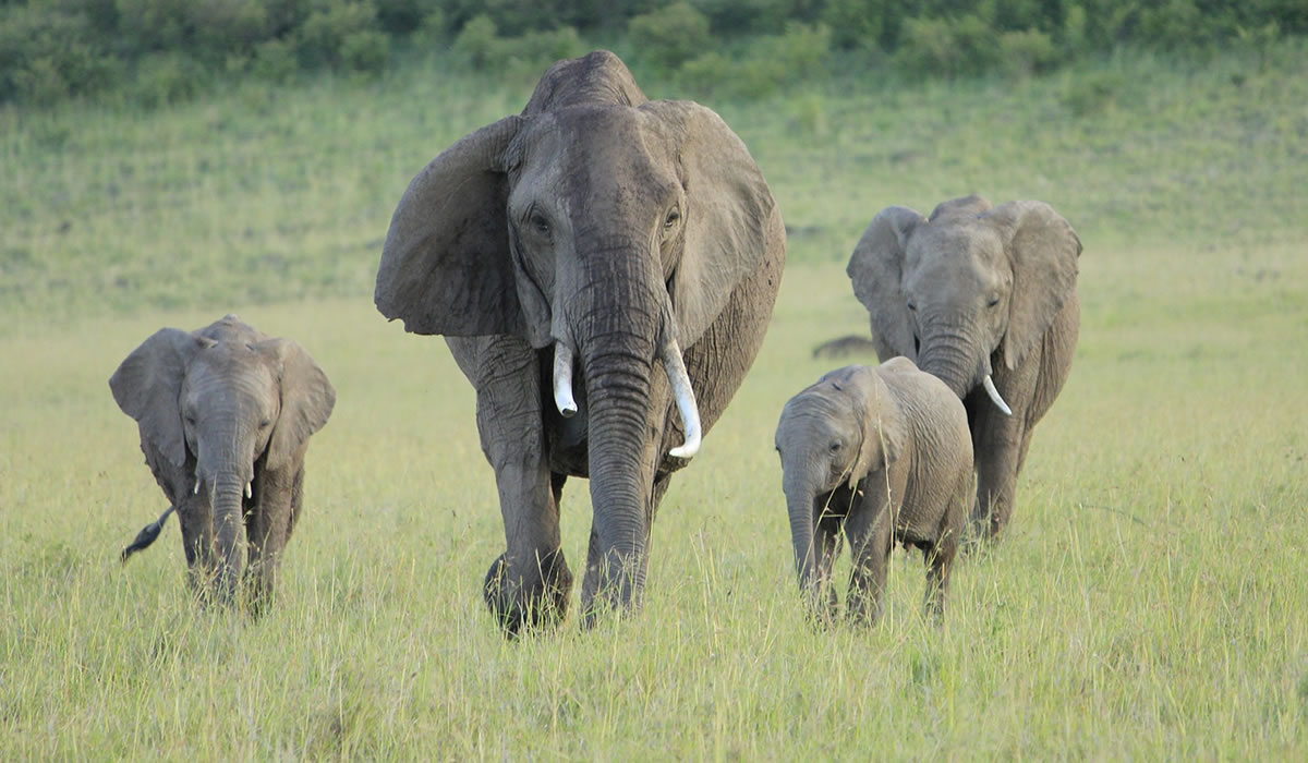 4 Days Kenya Wildlife Safari Adventure