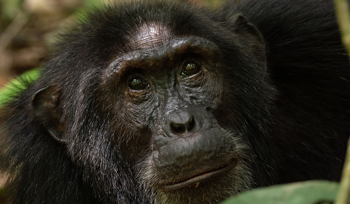 11 Days Uganda Wildlife and Primate Tour