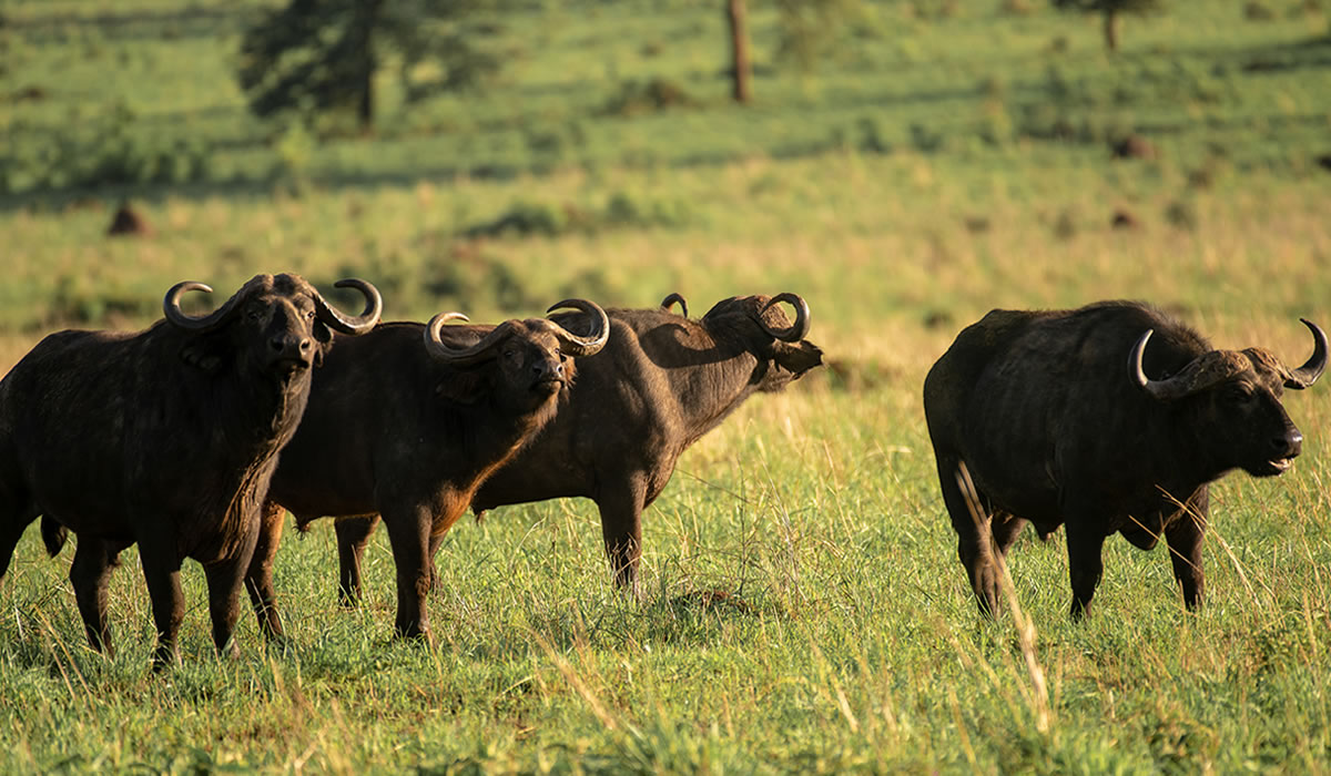 4 Days Kidepo National Park Safari Tour