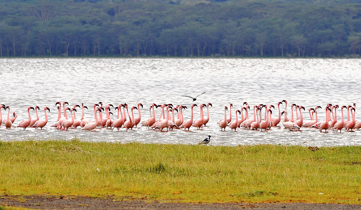 5 Days Tour to Masai Mara and Lake Nakuru