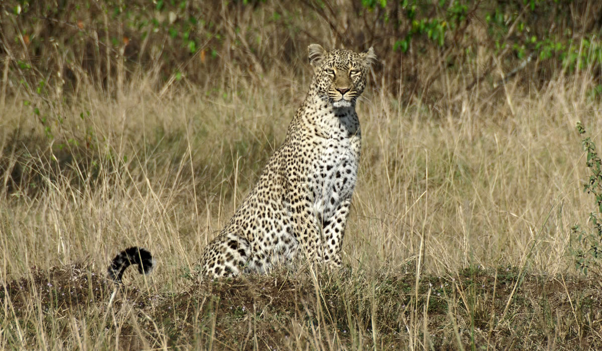 4 Days Samburu National Park Tour, Kenya Tours