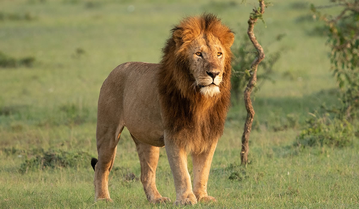 3 Days Safari to Masai Mara National Park
