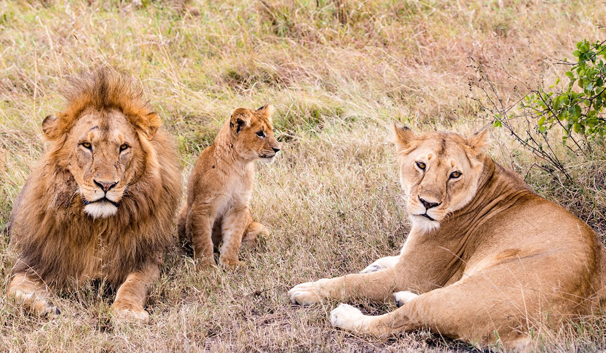 7 Days Best of Tanzania Wildlife Tour