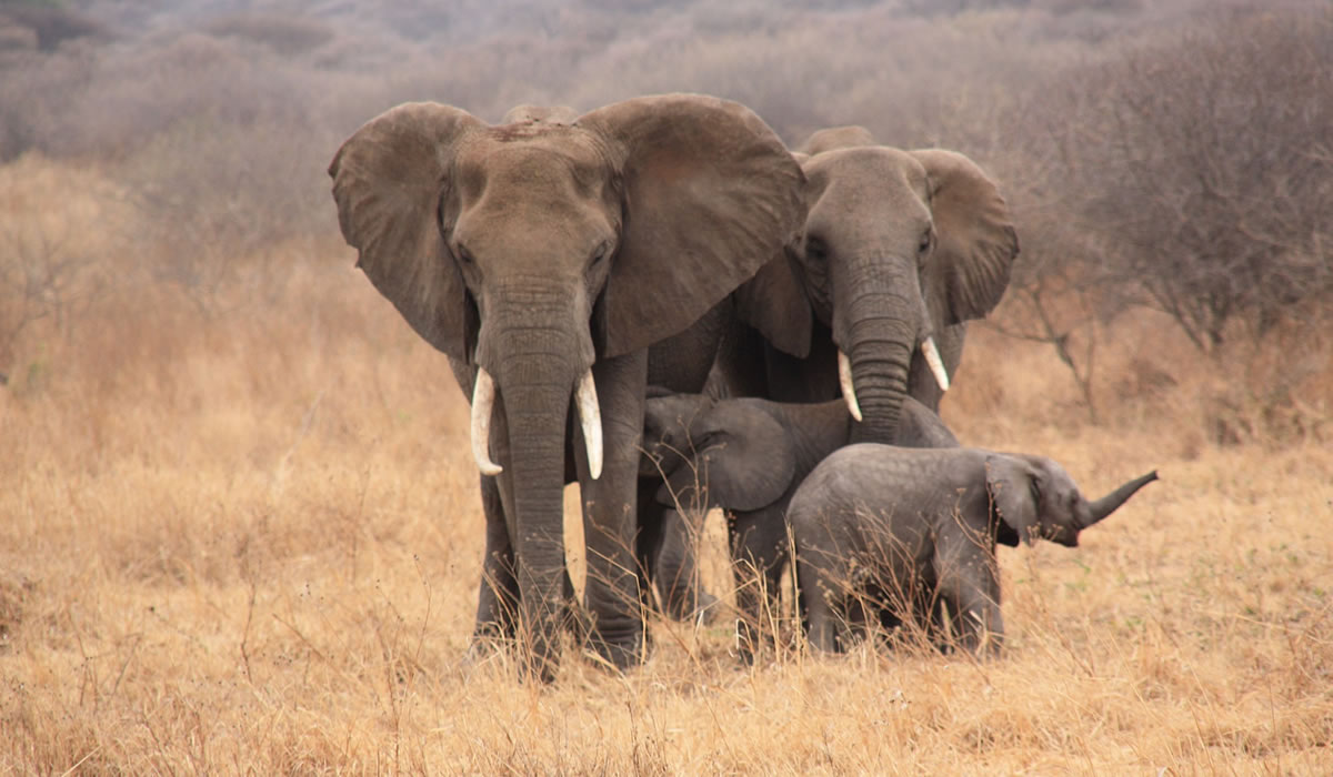 6 Days Wildlife Safari Adventure in Tanzania