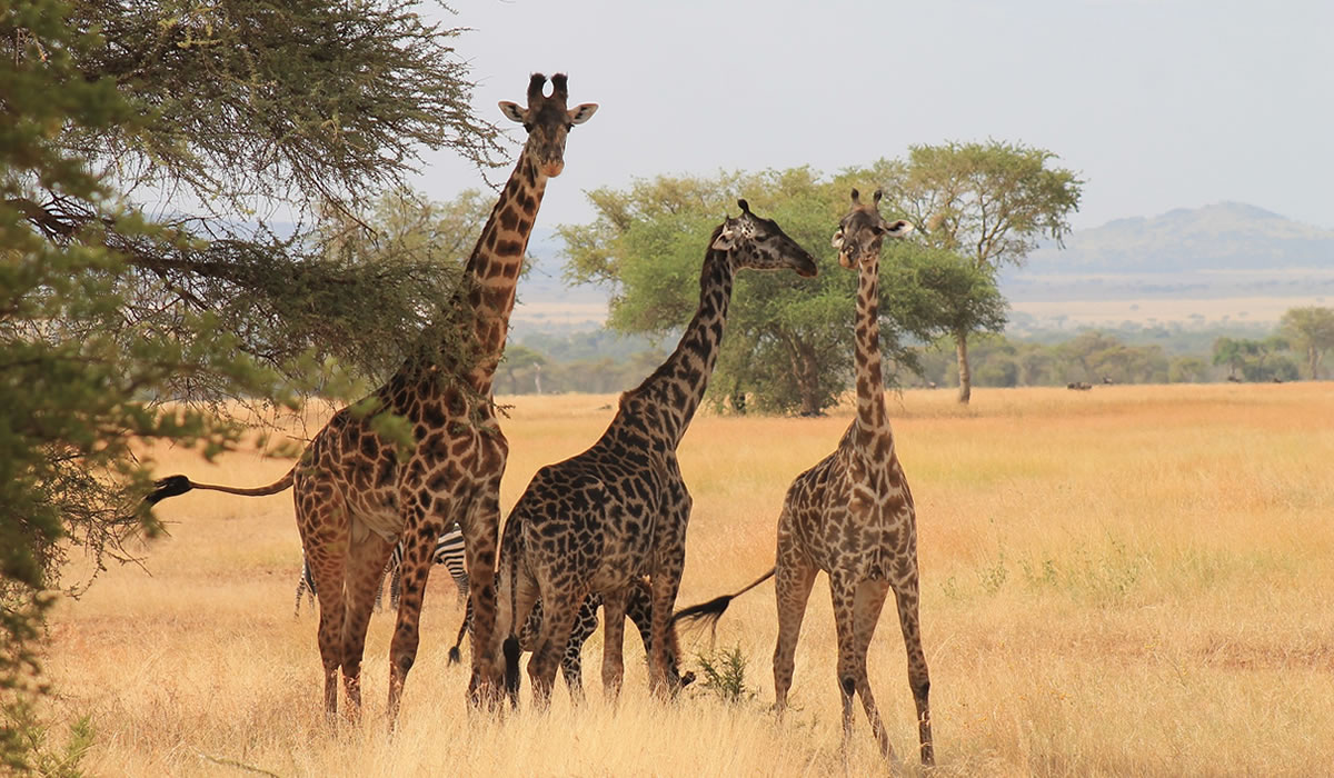 3 Days Serengeti National Park Tour