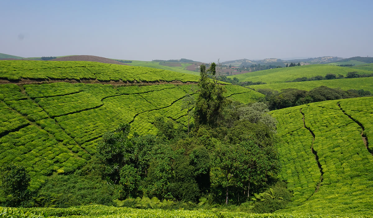 5 Days Burundi Safari Adventure