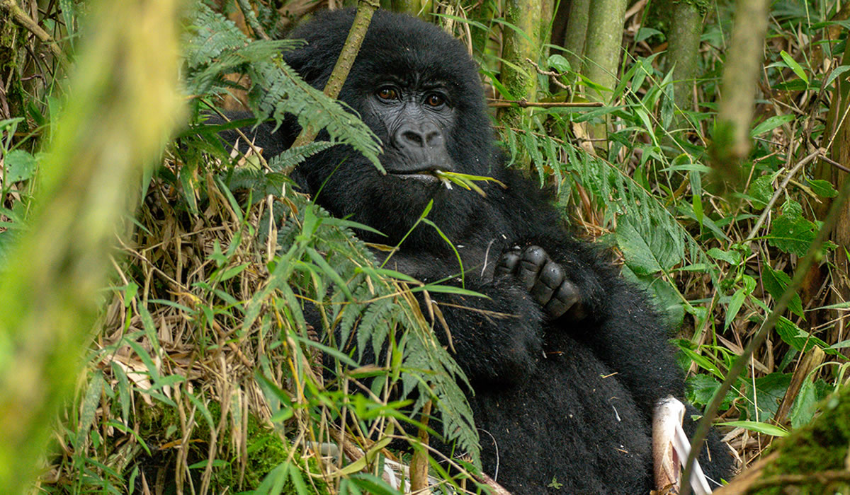 1 Day Gorilla Trekking Rwanda Tour