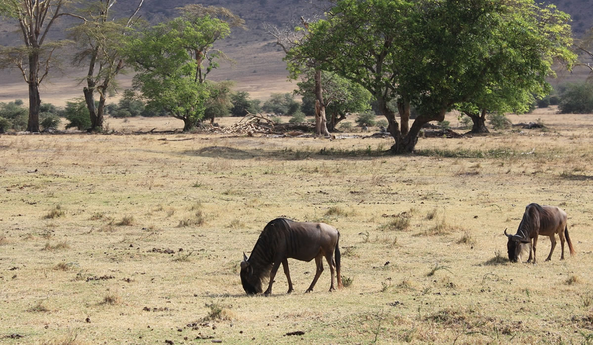 8 Days Serengeti, Tarangire, Ngorongoro Tour
