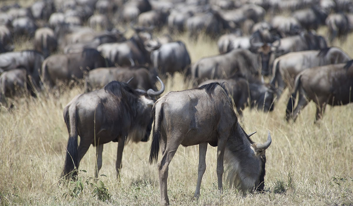 8 Days Best of Kenya Wildlife Tour