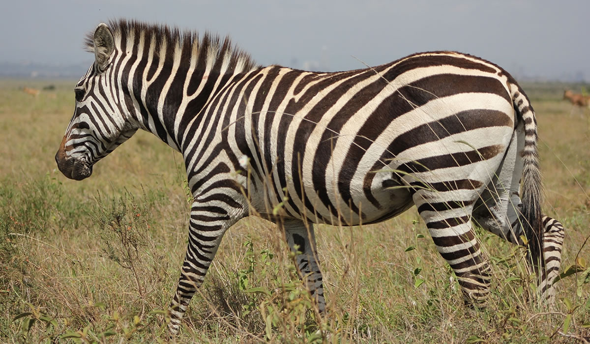 9 Days Wildlife Safari Tour in Kenya