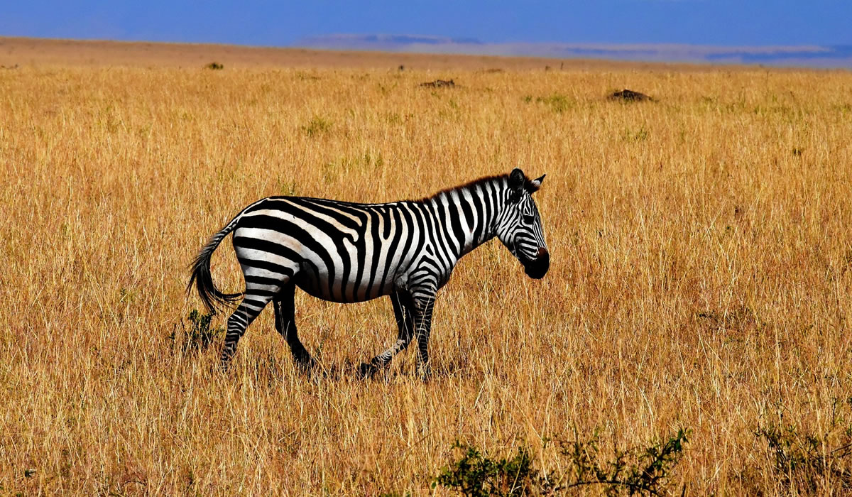 5 Days Tanzania Wildlife Safari Tour